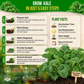 Kale Dwarf Siberian Seeds Pack 5G