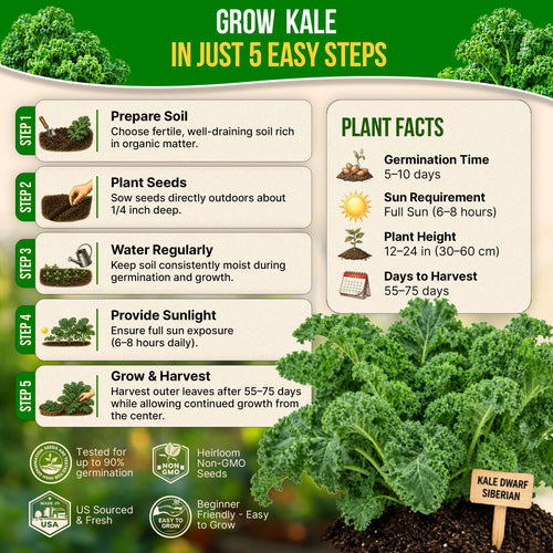 Kale Dwarf Siberian Seeds Pack 5G