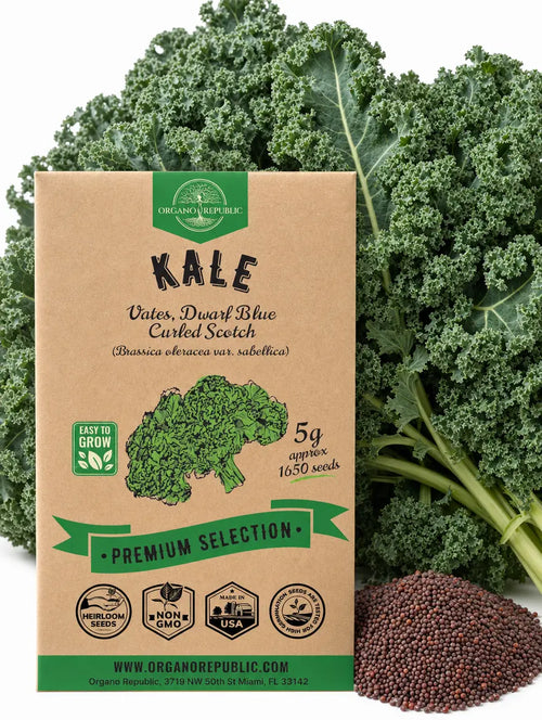 Vates Dwarf Blue Curled Scotch Kale Seeds – Non-GMO Heirloom