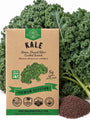 Kale Vates, Dwarf Blue Curled Scotch Seeds - Organo Republic