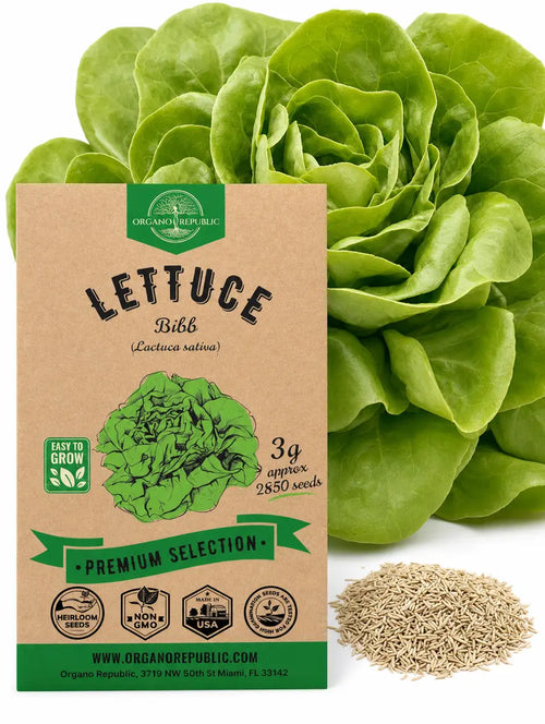 Bibb Lettuce Seeds – Non-GMO Heirloom