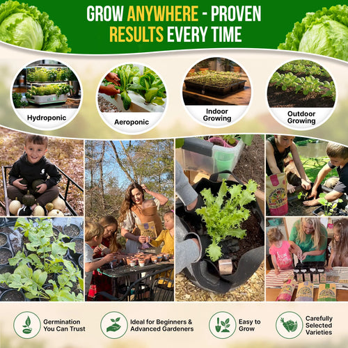 Lettuce Iceberg Seeds Pack 3G