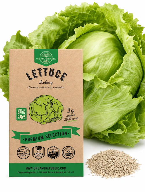 Lettuce Iceberg Seeds
