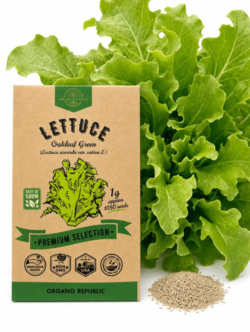 Green Oakleaf Lettuce Seeds – Non-GMO Heirloom