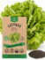 Lettuce Simpson Green Leaf Seeds - Organo Republic