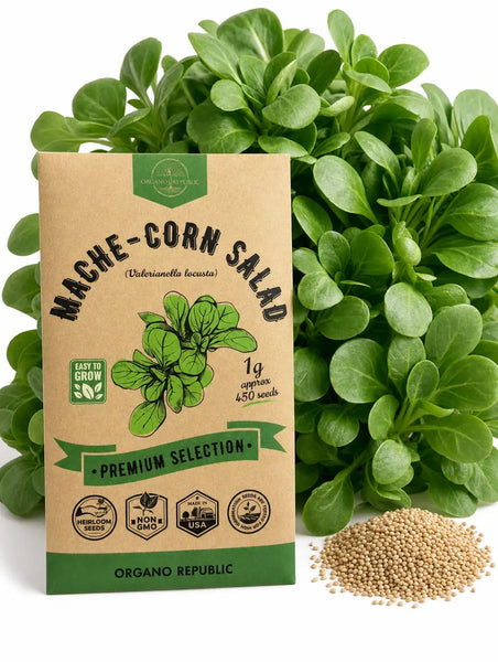 Mache - Corn Salad Seeds