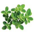 Marjoram Sweet - 0.15G