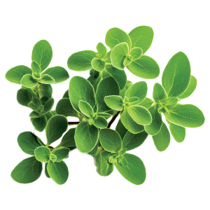 Marjoram Sweet - 0.15G