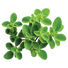 Marjoram Sweet - 0.15G