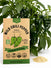 Mild Chilli Pepper Poblano Seeds