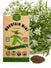 Mountain Mint Seeds