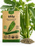 Okra Clemson Spineless 80 Seeds