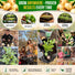 Onion Walla Walla Seeds Pack 1G