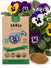 Pansy Seeds - Organo Republic