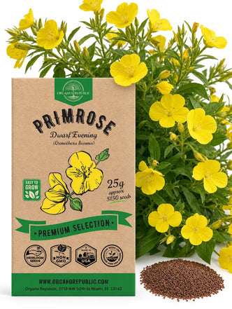 Primrose Dwarf Evening Seeds
