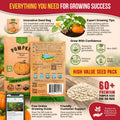 Pumpkin Connecticut Field Seeds Pack 10G