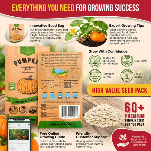 Pumpkin Connecticut Field Seeds Pack 10G