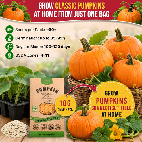 Pumpkin Connecticut Field Seeds Pack 10G