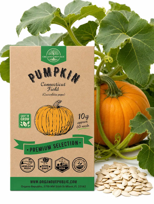 Pumpkin Connecticut Field Seeds