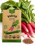 China Rose Radish Seeds – Non-GMO Heirloom