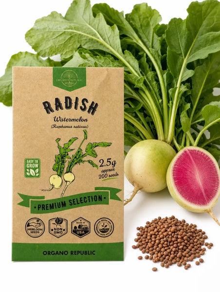 Radish Watermelon Seeds