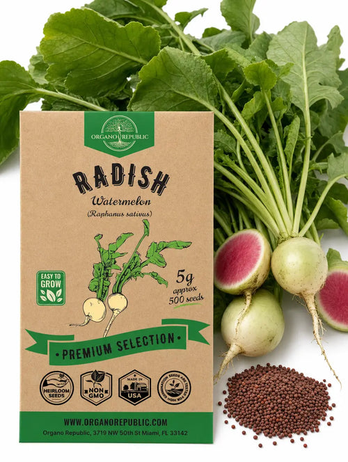 Watermelon Radish Seeds – Non-GMO Heirloom