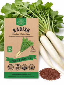 Daikon Radish Seeds – White Stem, Non-GMO Heirloom