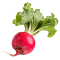 Radish Champion - 3G