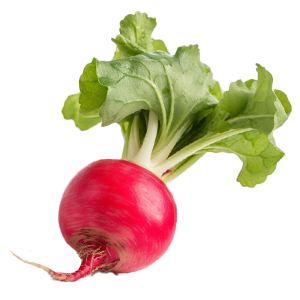 Radish Champion - 3G