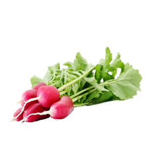 Radish China Rose - 3G