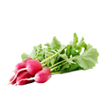 Radish China Rose - 3G