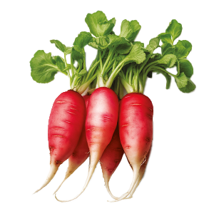 Radish Red Arrow - 5G