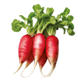 Radish Red Arrow - 5G