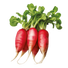 Radish Red Arrow - 5G