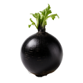 Radish Round Black Spanish - 5G