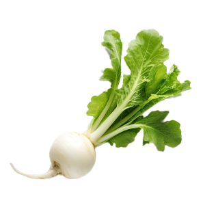 Radish Watermelon - 2.5G