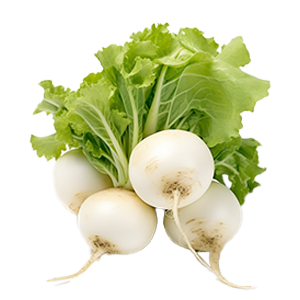 Radish White Globe - 3G