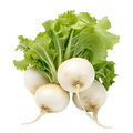 Radish White Globe - 3G