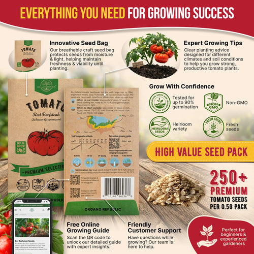 Red Beefsteak Tomato Seeds Pack 0.5G