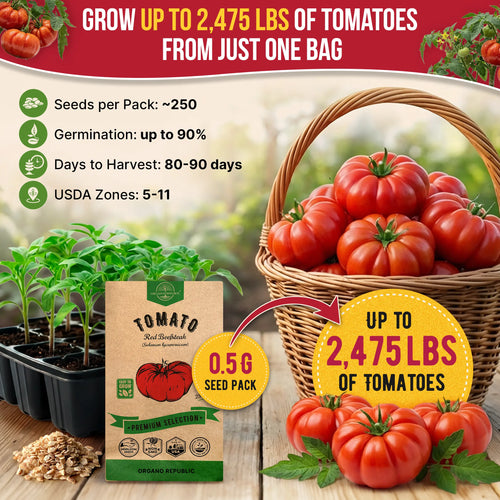 Red Beefsteak Tomato Seeds Pack 0.5G