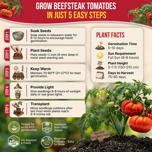Red Beefsteak Tomato Seeds Pack 0.5G