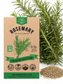Rosemary Seeds - Organo Republic