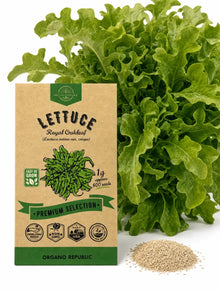Royal Oakleaf Lettuce Seeds – Non-GMO Heirloom