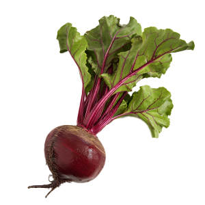 Beet Ruby Queen - 3G