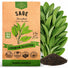 Sage Seeds Pack 1.5 G