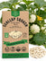 Scallop Squash Early White Bush Seeds - Organo Republic