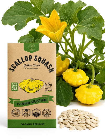 Yellow Bush Scallop Squash Seeds – Non-GMO Heirloom