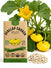 Scallop Squash Yellow Bush Seeds