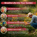 Snapdragon Seeds Organo Republic