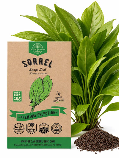 Sorrel Seeds